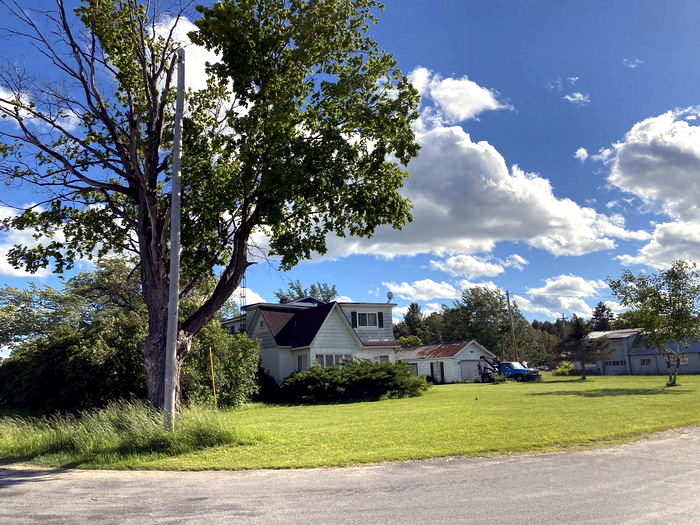 Spruce  - June 17 2022 Photo (newer photo)